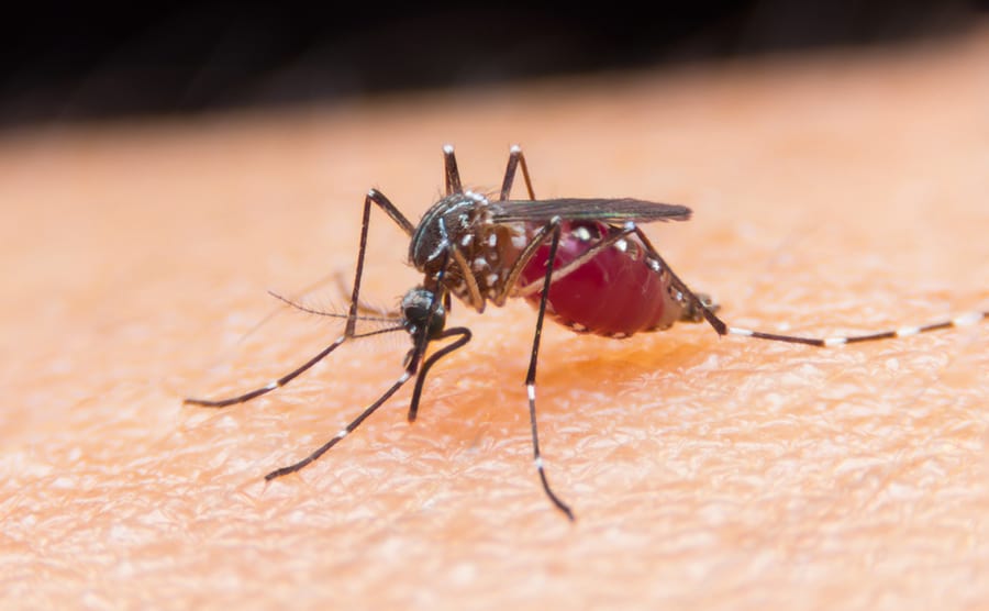 How To Repel Mosquitoes From Front Door