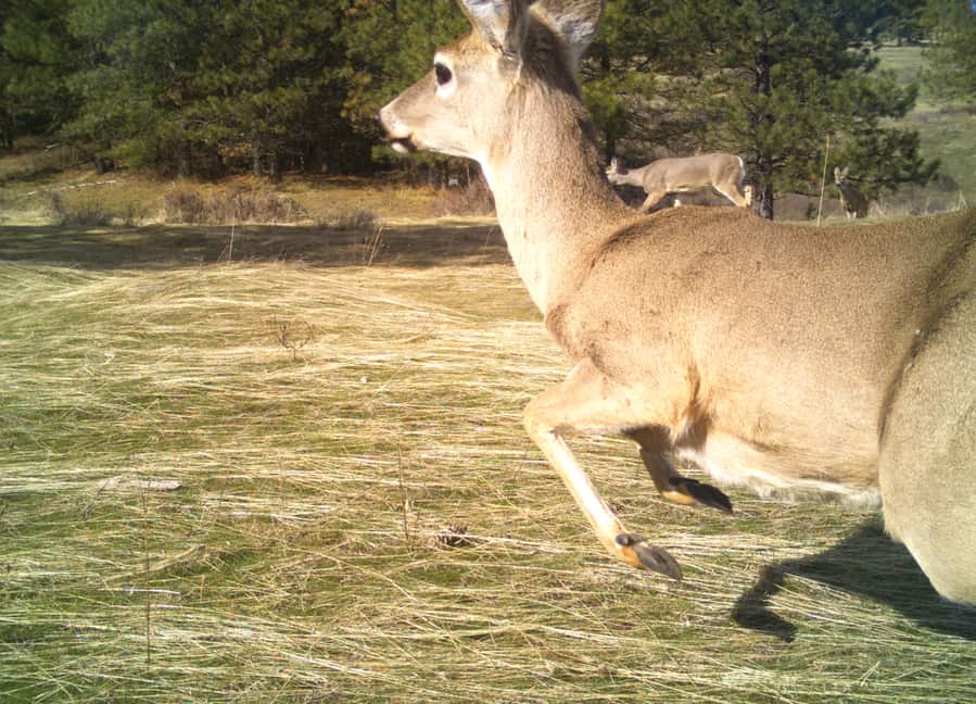 How To Scare Away Deer