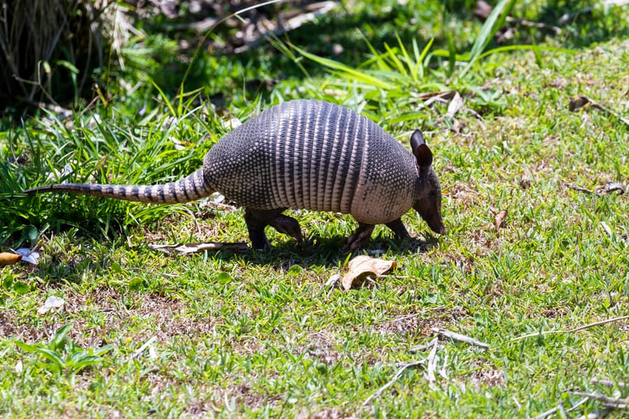 How To Stop Attracting Armadillos Into Yards