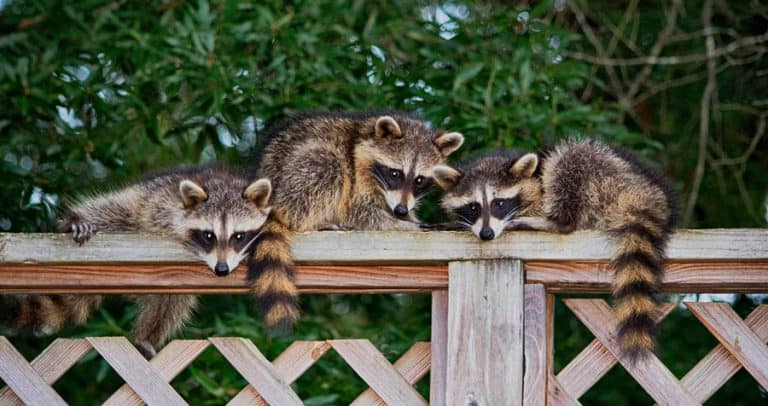 How To Use Epsom Salt To Deter Raccoons | BeatPests