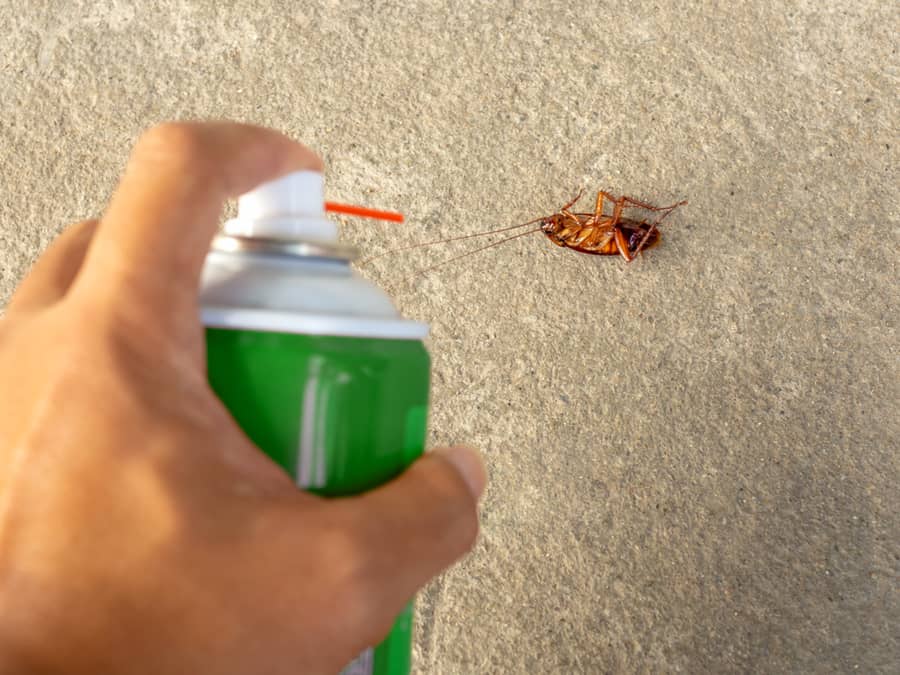 Human Hand Spraying Insecticide On Cockroach