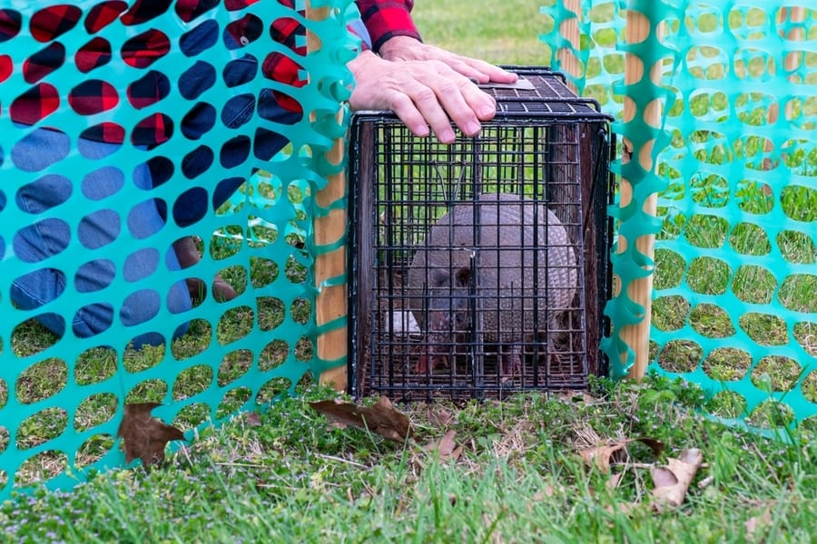 Humane Trapping And Removal