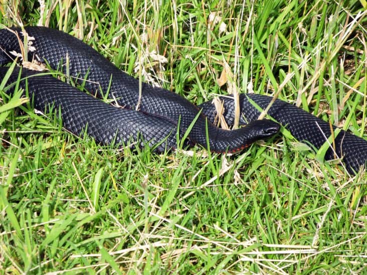 How To Catch a Snake in a Trap BeatPests