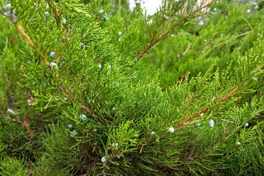 Incense Cedar Tree