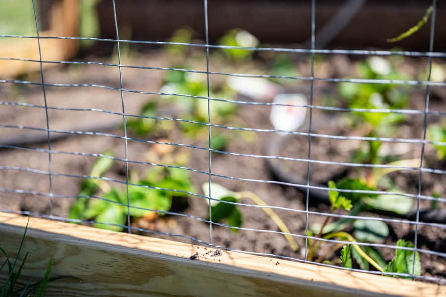 Install Snake-Proof Fencing