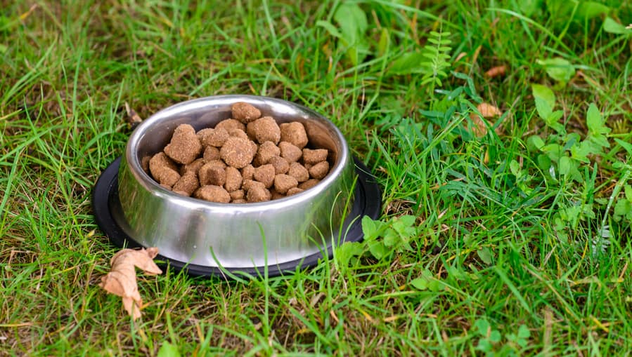 Keep Pet Food Out Of Reach