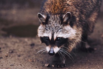 Keep Raccoons Away From Campsite