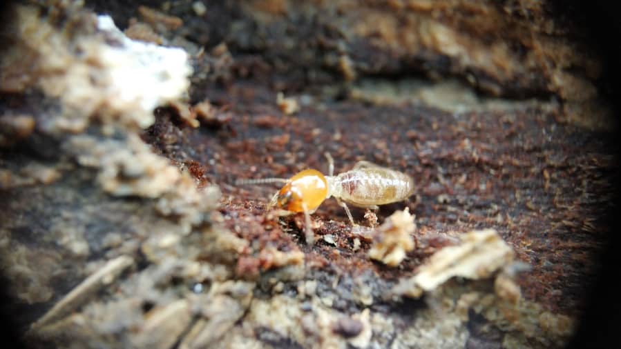 Keeping Your Boats Safe From Drywood Termites