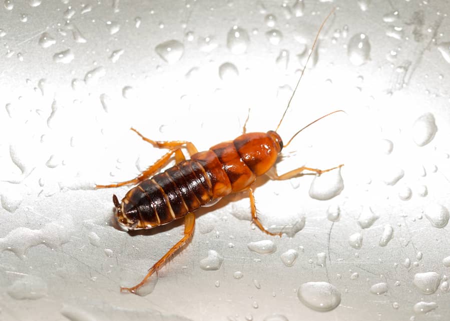 Large Cockroach In A Stainless Steel Sink 