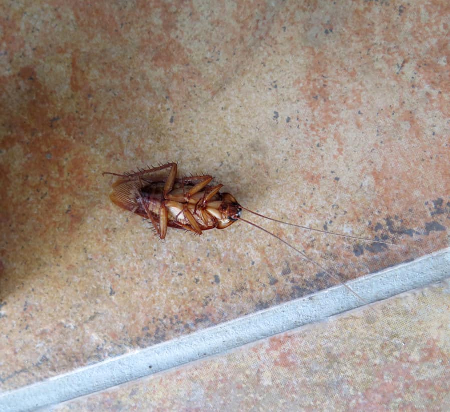Large Cockroach Playing Dead In Village House, Andalusia