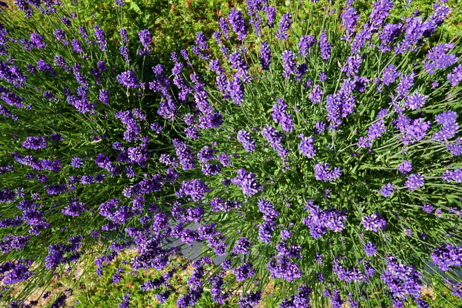 Lavender Trees