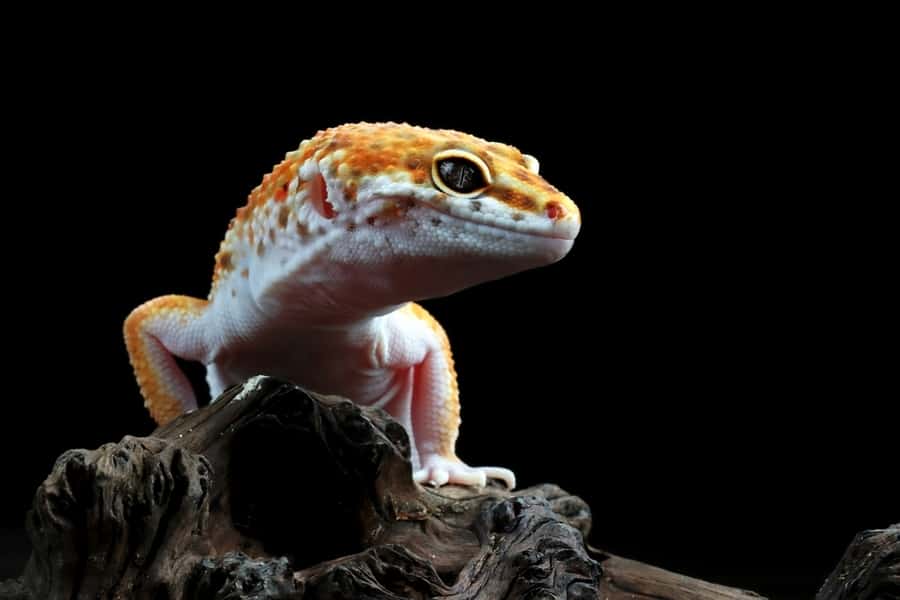 Leaopard Gecko Closeup On Wood
