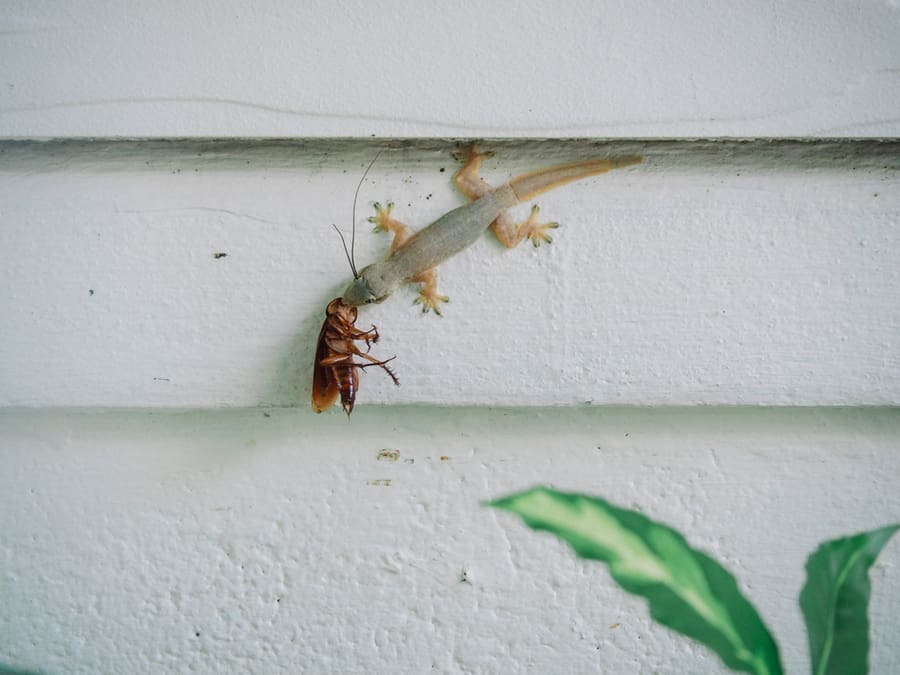 Lizard Eats The Cockroach On The Wall