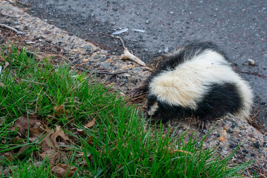 Locate The Dead Skunk