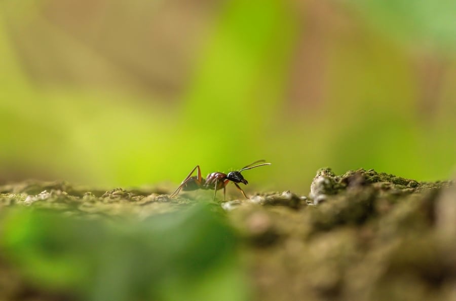 Macro Close-Up Of A Wood Ant