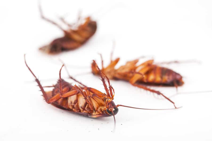 Methods To Kill Roaches With Heat