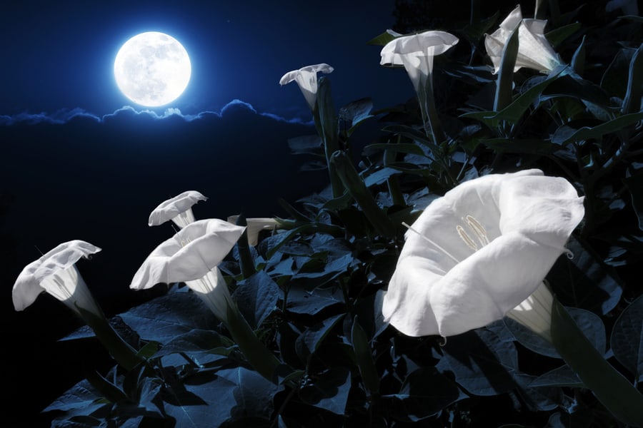 Moonflower