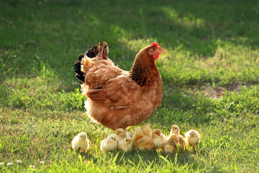 Mother Hen With Chickens In A Rural Yard