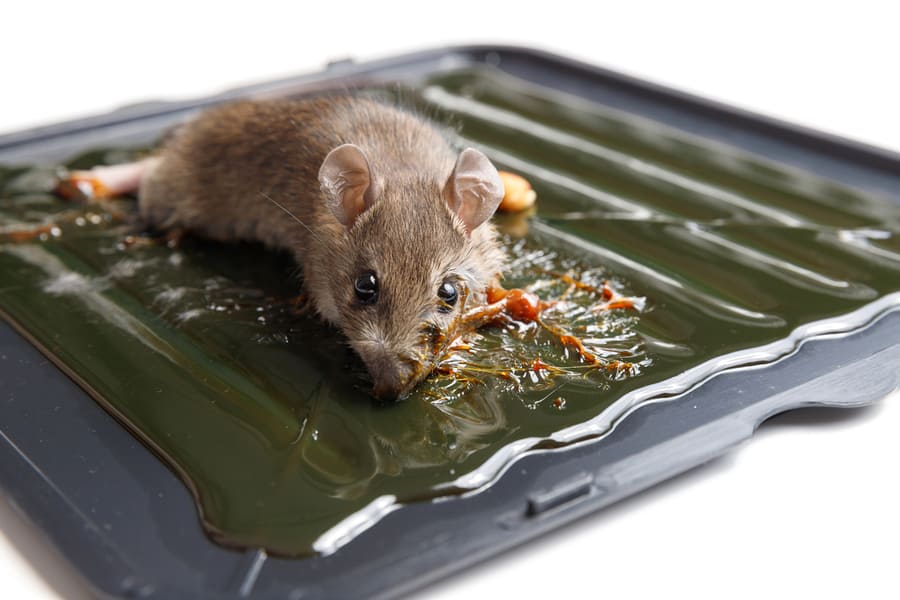 Mouse On Glue Trap