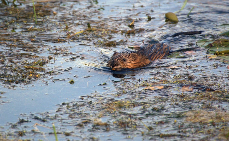 Muskrat On River