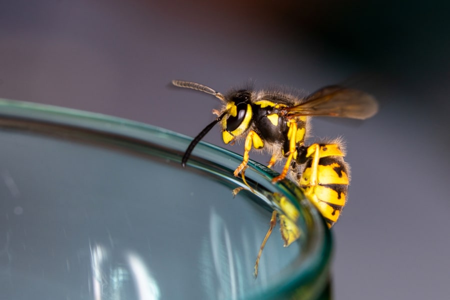 Natural Repellents To Keep Wasps Away