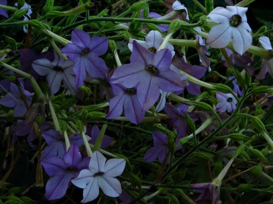 Nicotiana