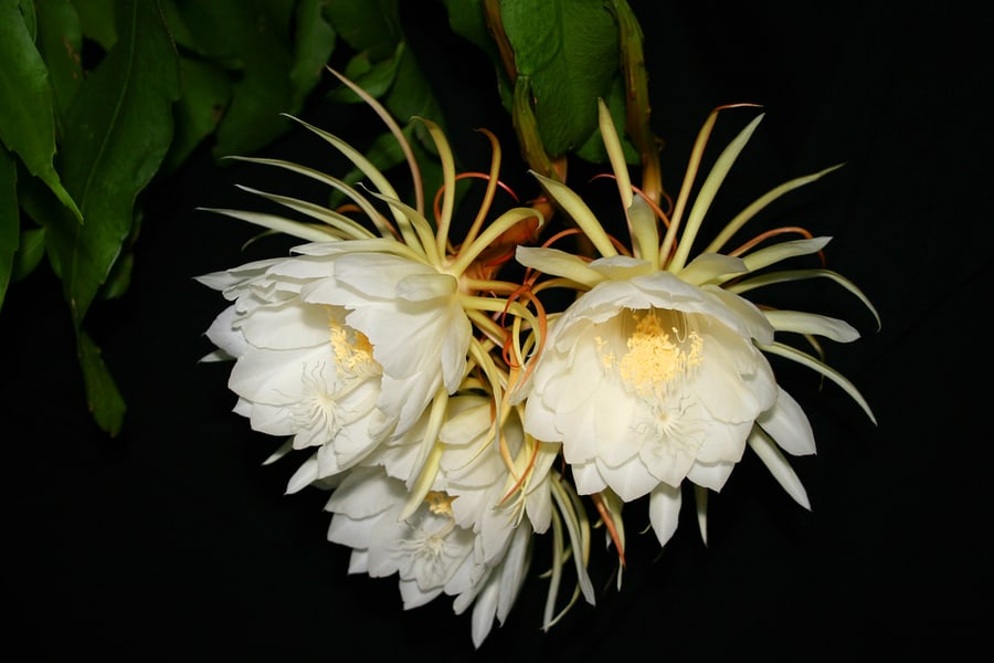 Night-Blooming Cereus