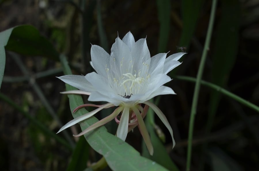 Night-Scented Orchid