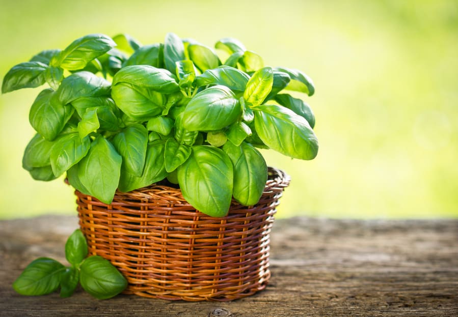 Organic Basil Plant In The Basket