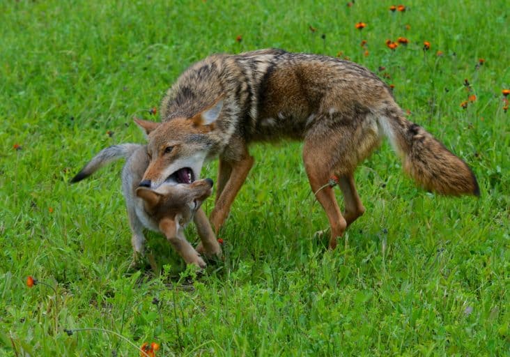 What Do Coyotes Sound Like at Night? | BeatPests