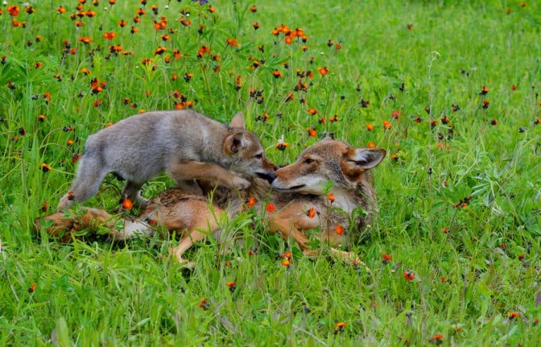 What Do Coyotes Sound Like at Night? | BeatPests