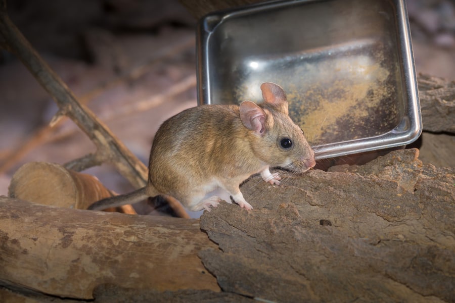 Pack Rat Sitting By Stainless Steel Food Tray