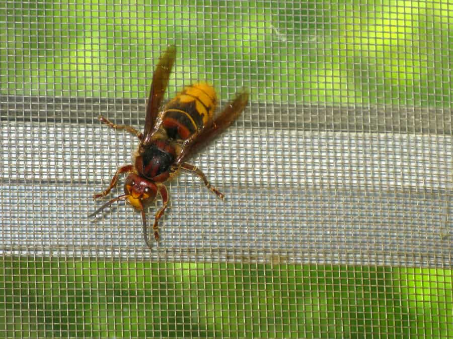 Physical Barriers To Block Wasps