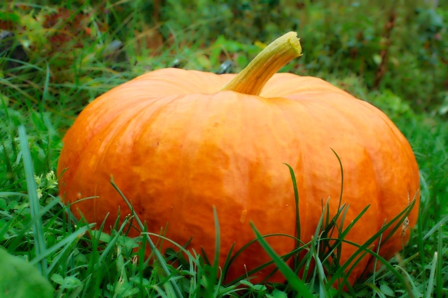 Pick The Best Pumpkin