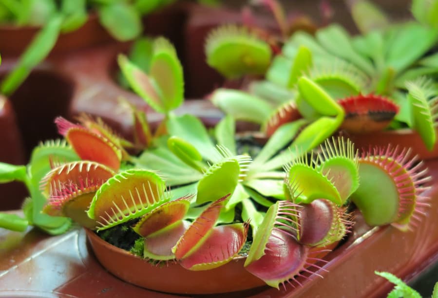 Pitcher Plants Pitcher Plants