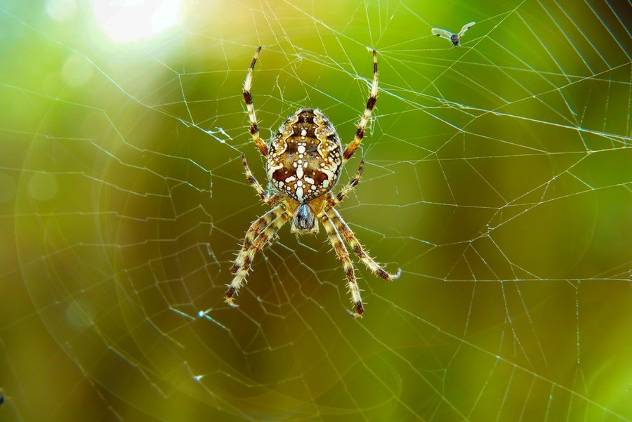 Place Spider Traps Place Spider Traps