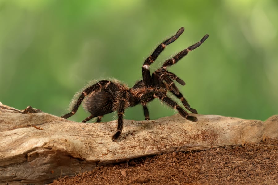 Places Where Spiders Go During The Day