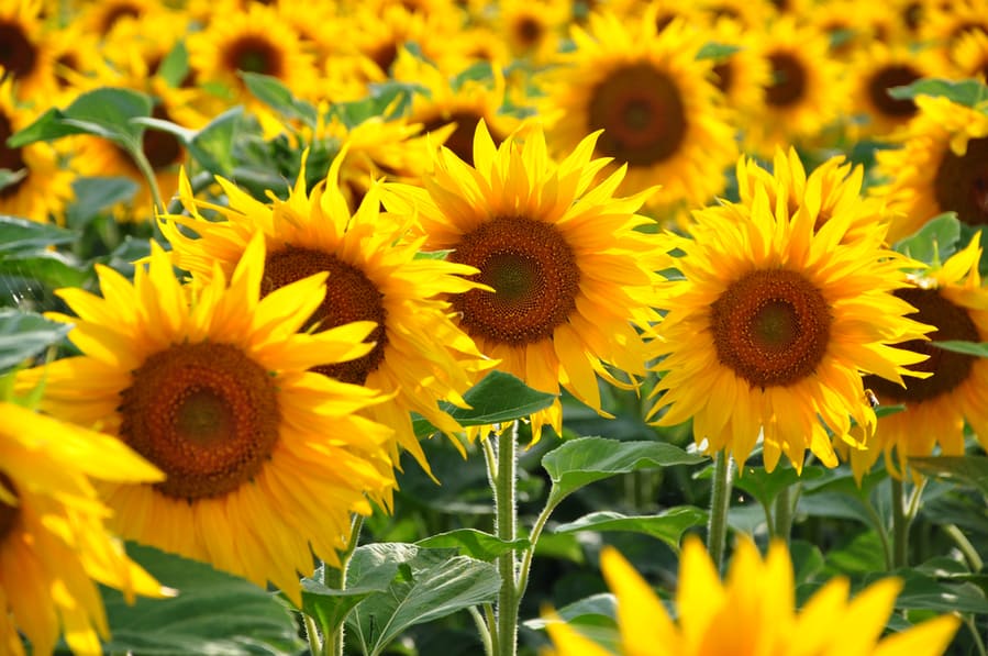 Plant Sunflowers At Different Times Of The Year