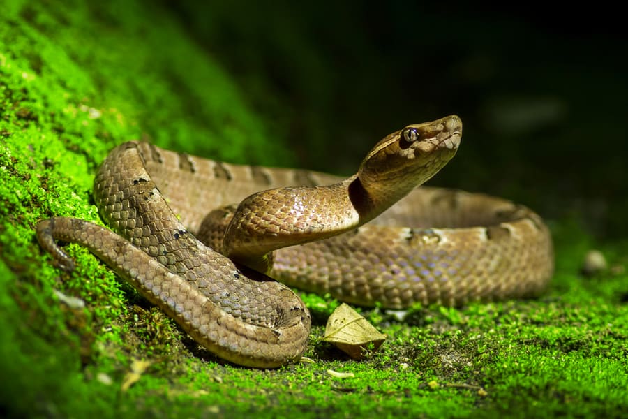 Poisonous Snake With Bright Light