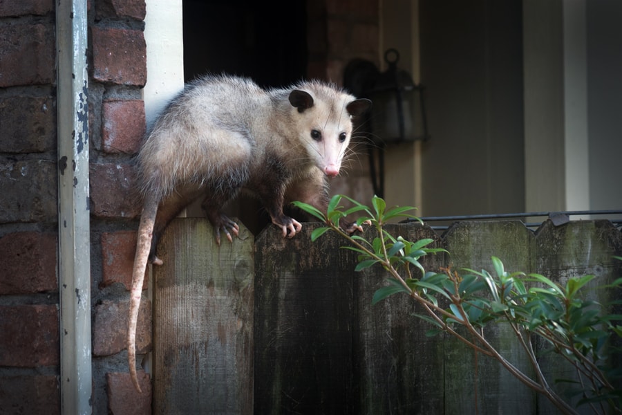 Possum On Roof