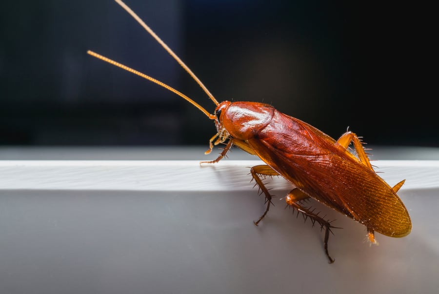 Practical Ways To Keep Roaches Out Of Your Toaster