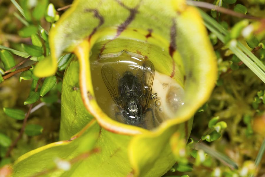 Predators (Pitcher Plants)