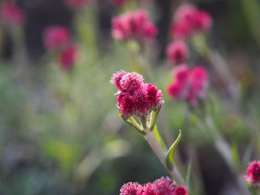 Pussy Toes (Antennaria Dioica)