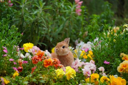 Rabbit In Garden