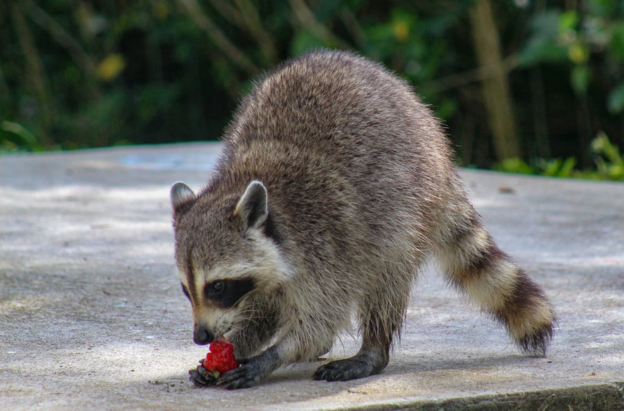 Raccoon Foraging For Food In Yard