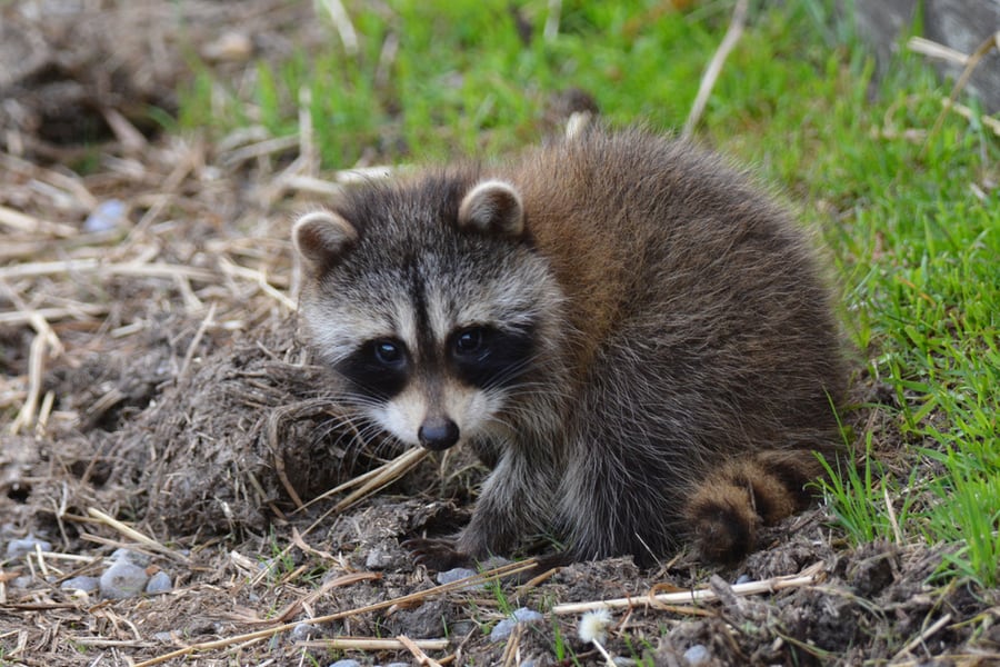 Raccoons Exploring Around Barn Yard