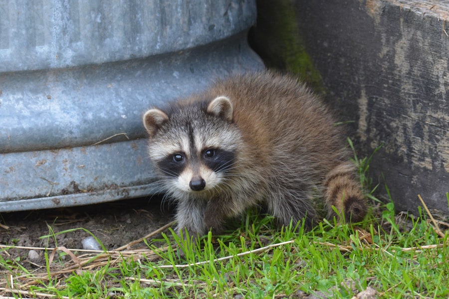 Raccoons Exploring Around Barn Yard