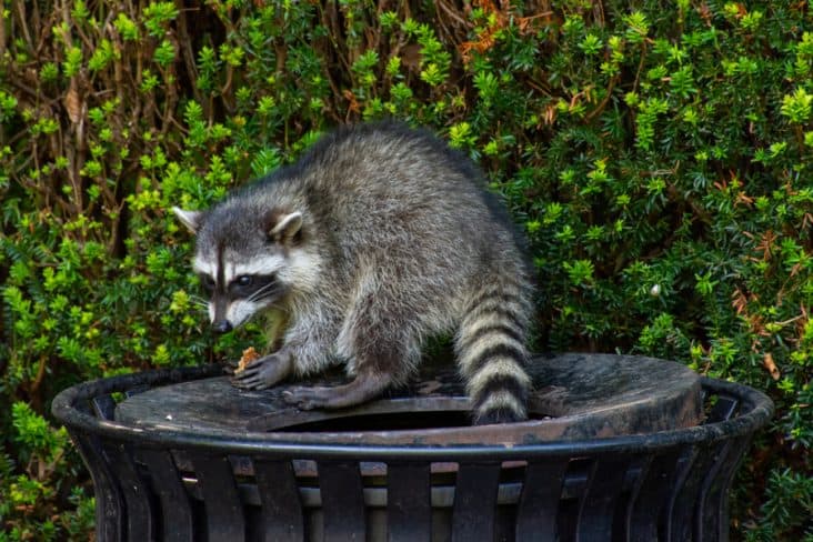 how-big-are-coyotes-beatpests
