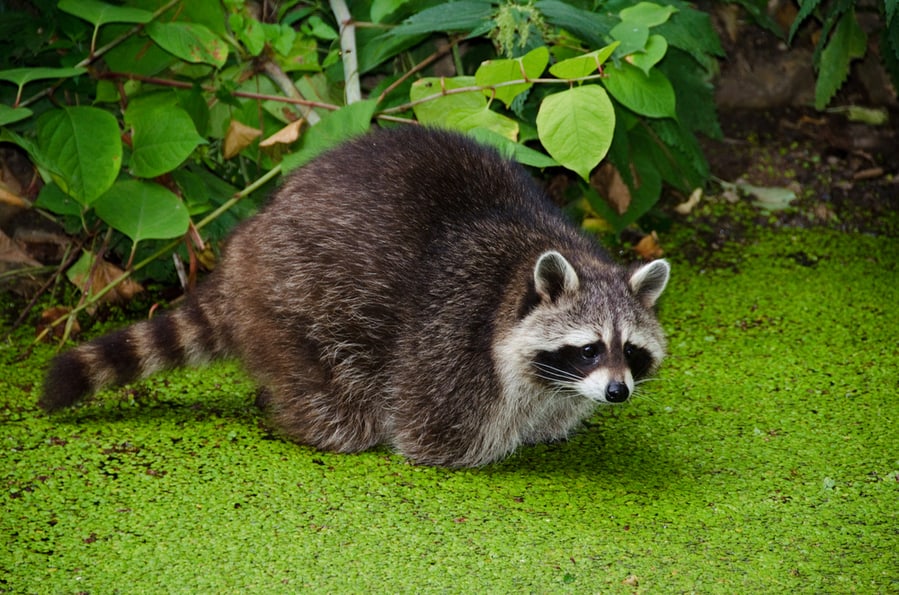 Racoon Looking For Food