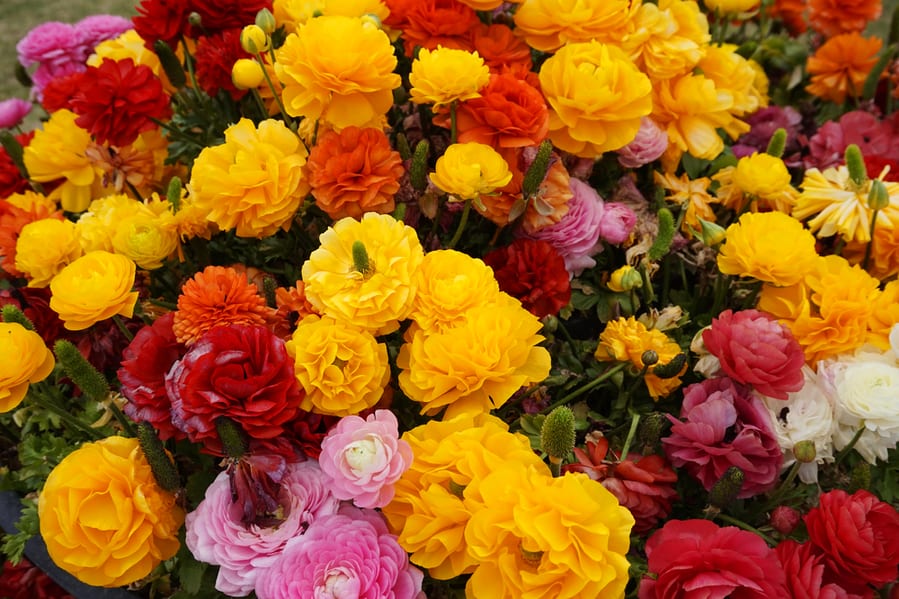 Ranunculus